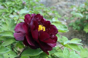 黑色牡丹花图片